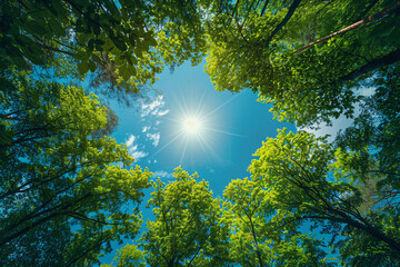 View looking up through lush green forest canopy at the bright sun and clear blue sky