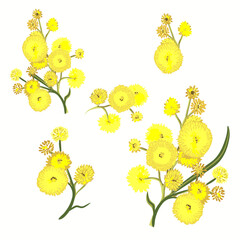Poster - Collection of vector yellow mimosa flowers