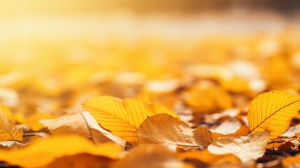 Wall Mural - Golden Autumn Leaves Under Sun