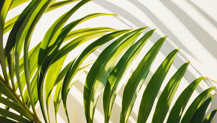 Wall Mural - Palm leaves.