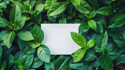 Wall Mural - top-down view, white paper put on green leaves