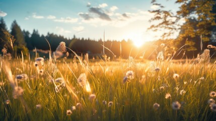 Wall Mural - Sun-drenched meadow in summer, golden light 