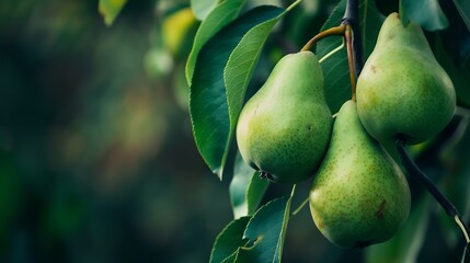 Poster - Pear on a branch Green pears among the leaves Unripe fruits Selective soft focus : Generative AI