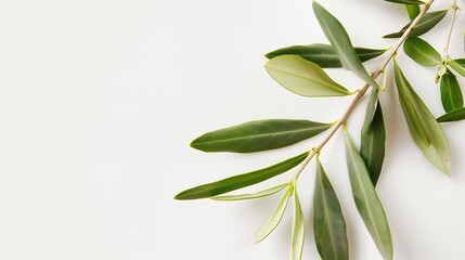 Poster - Fresh olive branch leaves isolated on white background closeup : Generative AI