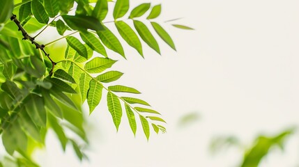Aufkleber - branch leaves or green leaf isolated Tree Leaf Frame : Generative AI