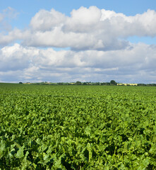 Wall Mural - fresh and shiny leaves of sugar beet field under the sky with clouds