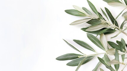 Poster - Fresh olive branch leaves isolated on white background closeup : Generative AI