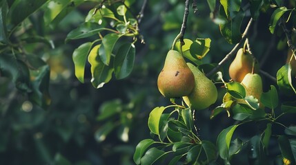 Poster - Pear on a branch Green pears among the leaves Unripe fruits Selective soft focus : Generative AI