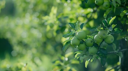 Poster - Apple orchard with an unripe harvest of green apples apple orchard with a harvest of apple fruits in the summer : Generative AI