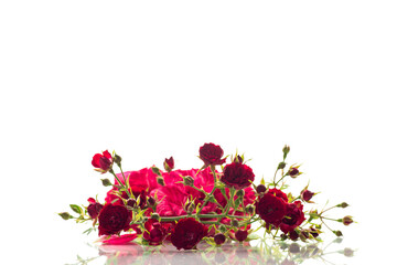 Poster - Beautiful red rose on a white background