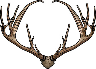 antler illustration isolated on transparent background.