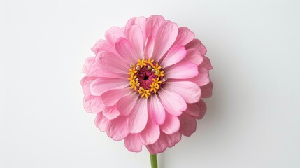 Wall Mural - blooming pink zinnia bud on white background from top view ideal for holiday postcard or calendar