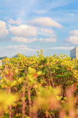 The meadow and the sky