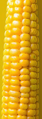 Wall Mural - A vertical image of a corn cob, showcasing the kernel patterns and vibrant yellow