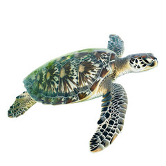 Wall Mural - A bright green sea turtle gliding through the water, isolated on white background