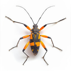 Wall Mural - A vibrant orange and black assassin bug, isolated on white background