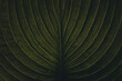 © Carla Tracy - Closeup of tropical jungle leaf with vein texture, dark moody green, chic stylish creative artistic nature botanical background photography, full frame shot, exotic fashion or blog banner