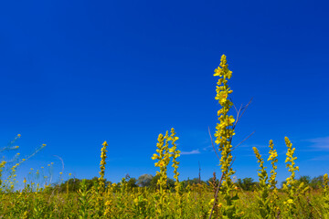 wild flowers in prairie under blue sky