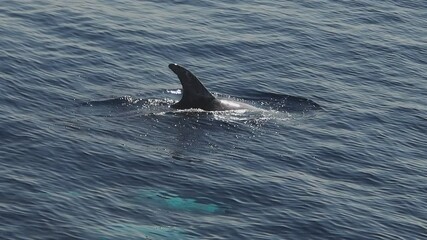 Wall Mural - Risso dolphin close up on blue sea surface slow motion