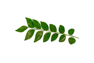 Wall Mural - Fresh curry leaves (Murraya koenigii) isolated on white background