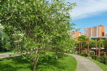 Beautiful blossom of Kentucky Yellowwood or Virgilia Tree (Cladrastis kentuckea) in city park Krasnodar or landscape Galitsky park. Suny spring 2024