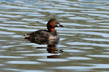 Wall Mural - Grèbe castagneux,.Tachybaptus ruficollis, Little Grebe