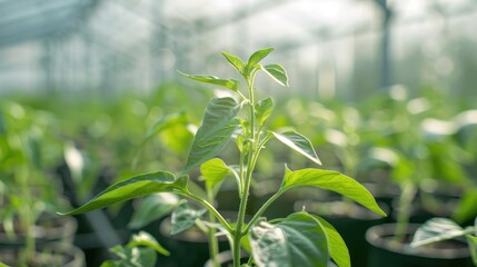 Wall Mural - Selective focus on pepper seedlings in greenhouse with empty space