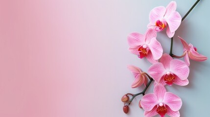 Wall Mural - Orchid for design and decoration with isolated background and space for text