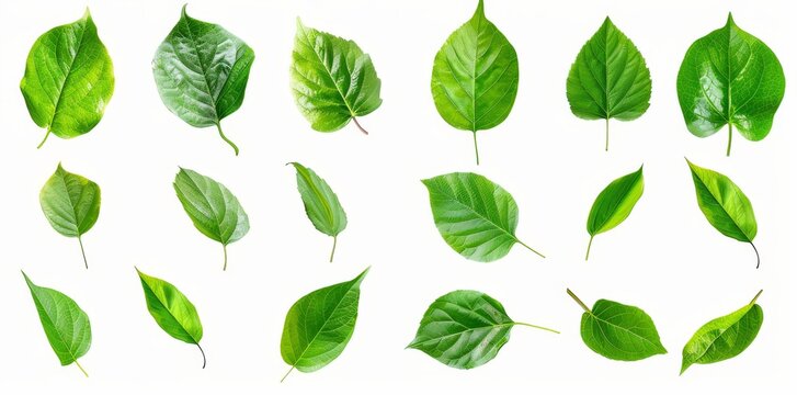 A natural of tropical green leaves of leaf isolated on a white background, varying different plants that are botanical.