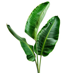 Close-up of vibrant green tropical banana leaves isolated on white background, perfect for nature, botanical, and exotic themes.