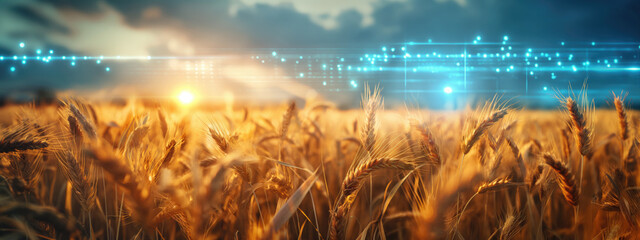 smart agriculture in wheat field. golden wheat field with digital data visualization in the backgrou