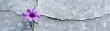 © peerasak - A purple flower is growing out of a crack in a concrete wall. The flower is small and delicate, and it seems to be thriving despite the harsh environment. Concept of resilience and hope