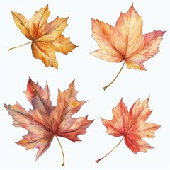 Wall Mural - On a white background, watercolor set autumn leaves.