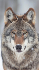Wall Mural - A beautiful wolf with a brown and gray coat is staring at the camera