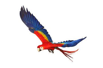 Wall Mural - Colorful flying Scarlet Macaw parrot isolated on transparent background png file