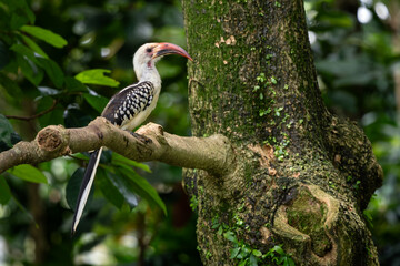 Wall Mural - Northern Red-billed Hornbill - Tockus erythrorhynchus, colored hornbill from African bushes and savannahs, Taita hills, Kenya.