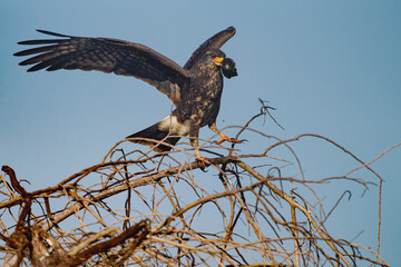 Snail Kite perched on a branch with a snail in its beak and its wings spreed