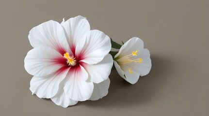 Wall Mural - white flower Wooden White Hibiscus Flower Isolated.