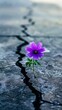 © peerasak - A purple flower is growing in the middle of a crack in the ground. The flower is small and delicate, and it seems to be thriving despite the harsh environment. Concept of resilience and hope