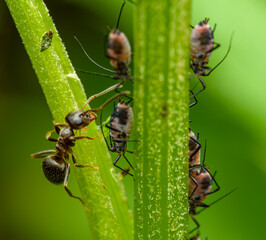 Wall Mural - ant on a stem taking care of aphids