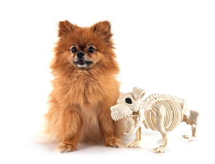 Canvas Print - pomeranian in studio