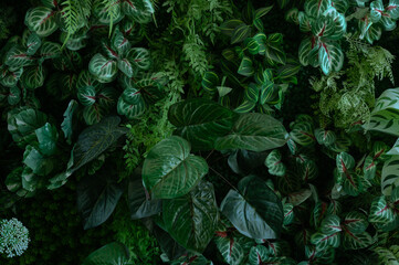 Wall Mural - abstract green leaf texture, tropical leaf foliage nature dark green background