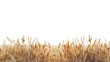 © Marlin crowell - Bushes of dry brown wheat field golden autumn harvest of oats isolated on white background