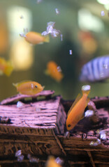 Aquarium with fish on a background of aquatic plants. Green beautiful tropical freshwater aquarium. Selective focus. Vertical image.