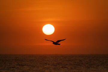 Una gaviota vuela en silueta frente a un impresionante atardecer naranja sobre el océano, capturando la esencia de la libertad y la belleza natural