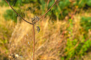 Wall Mural - Spider spider sits on web between dry stems