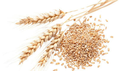 peeled spelled grains and ear of wheat on a transparent white background