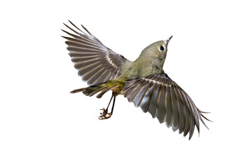 Wall Mural - Ruby-crowned Kinglet (Regulus calendula) Photo, in Flight on an Isolated Transparent PNG Background