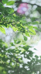 Wall Mural - vertical video, tender green leaves in morning sun, closeup. sun glare shine through tree foliage in
