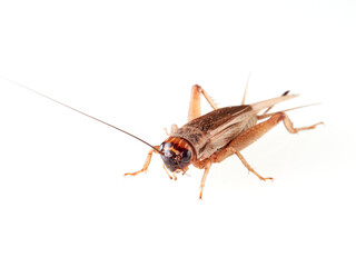 Wall Mural - A brown cricket. House crickets. Acheta Domesticus 